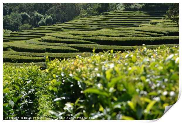 Wandering through the tea plantation Print by Brian Kegels