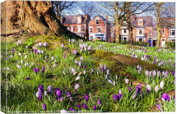 Meersbrook Park Canvas Print by Alison Chambers