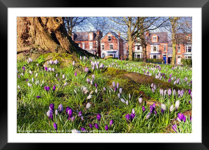 Meersbrook Park Framed Mounted Print by Alison Chambers