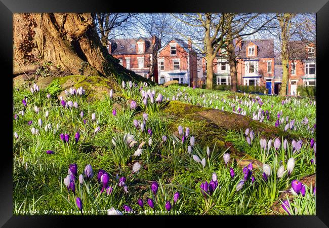 Meersbrook Park Framed Print by Alison Chambers