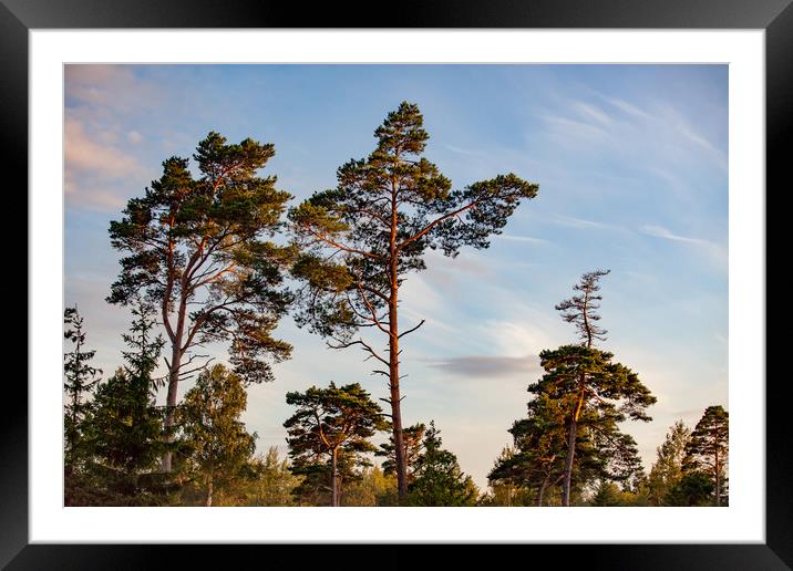 Tall pine trees in sunset light. Framed Mounted Print by Alexey Rezvykh