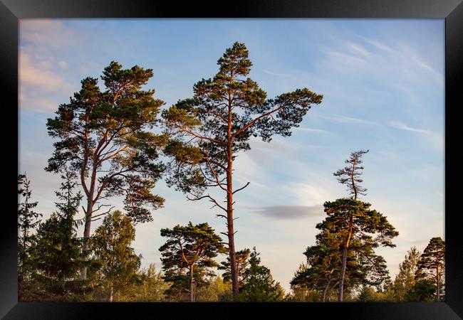 Tall pine trees in sunset light. Framed Print by Alexey Rezvykh