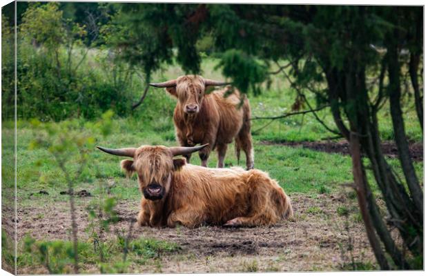 Highland cows in a forest. Canvas Print by Alexey Rezvykh