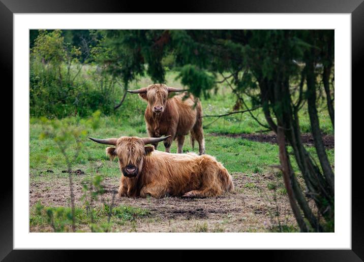 Highland cows in a forest. Framed Mounted Print by Alexey Rezvykh