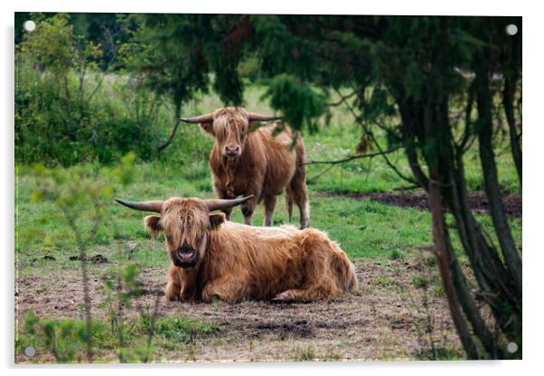 Highland cows in a forest. Acrylic by Alexey Rezvykh