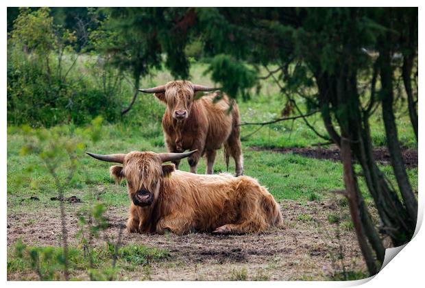 Highland cows in a forest. Print by Alexey Rezvykh