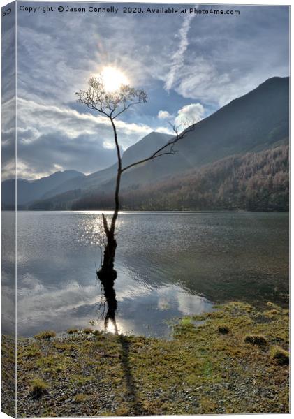 The Buttermere tree Canvas Print by Jason Connolly