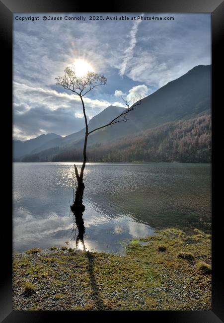 The Buttermere tree Framed Print by Jason Connolly