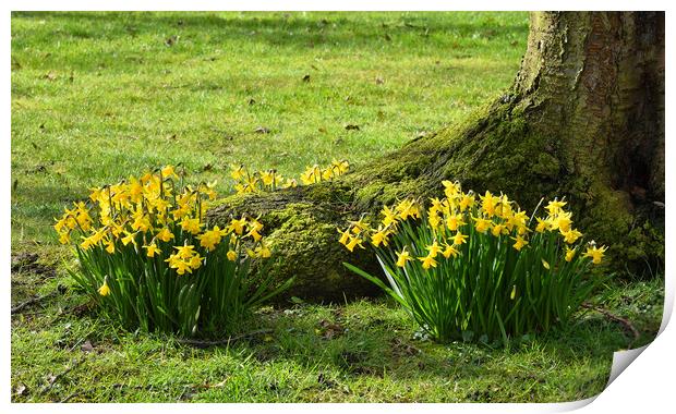 Spring Daffodils Print by Jason Connolly