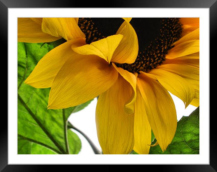 Sunflower Framed Mounted Print by Nicola Hawkes
