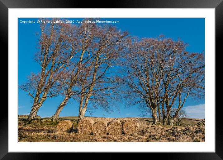 Bedding and Beeches Framed Mounted Print by Richard Laidler