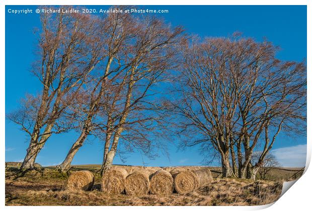 Bedding and Beeches Print by Richard Laidler