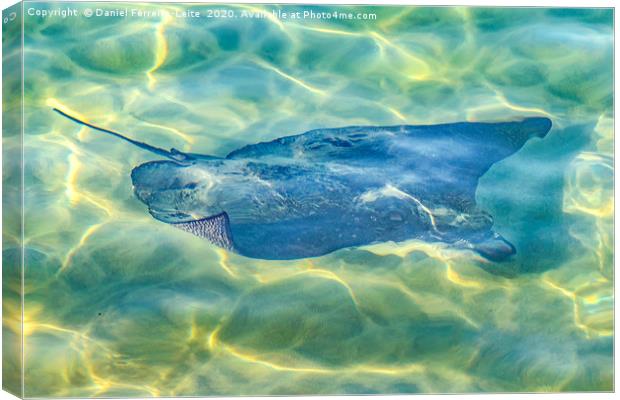 Stingray at Pacific Ocean Canvas Print by Daniel Ferreira-Leite