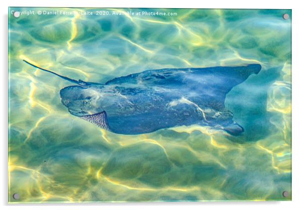 Stingray at Pacific Ocean Acrylic by Daniel Ferreira-Leite