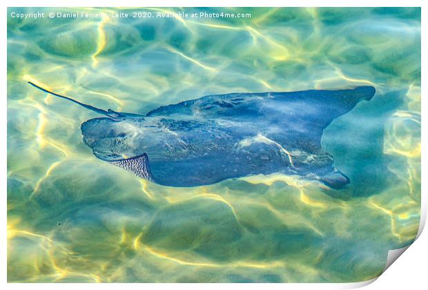Stingray at Pacific Ocean Print by Daniel Ferreira-Leite
