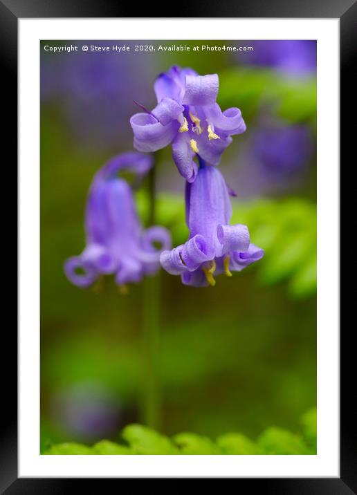 A Bluebell close up Framed Mounted Print by Steve Hyde