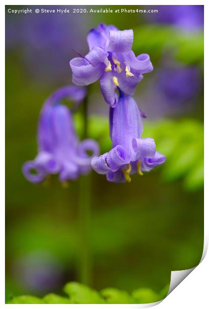 A Bluebell close up Print by Steve Hyde