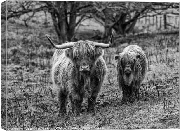 Mother and Child Canvas Print by Iain MacDiarmid