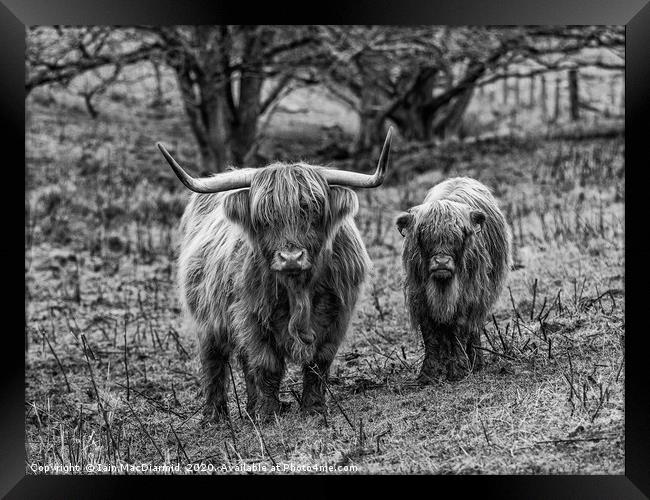 Mother and Child Framed Print by Iain MacDiarmid