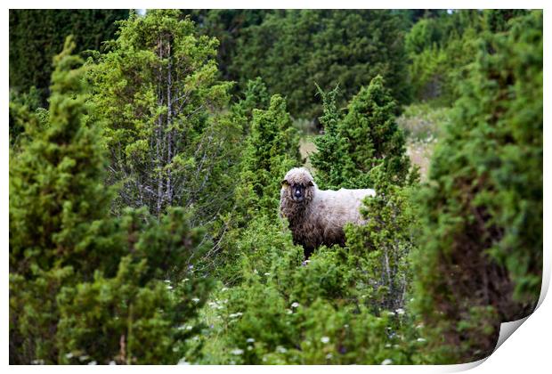 Longwood sheep (lamb) in juniper shaw Print by Alexey Rezvykh