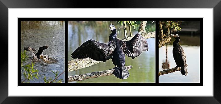 Cormorant triptych Framed Mounted Print by Doug McRae