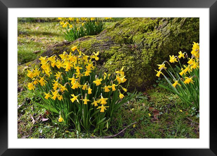 Springtime Daffodils Framed Mounted Print by Jason Connolly