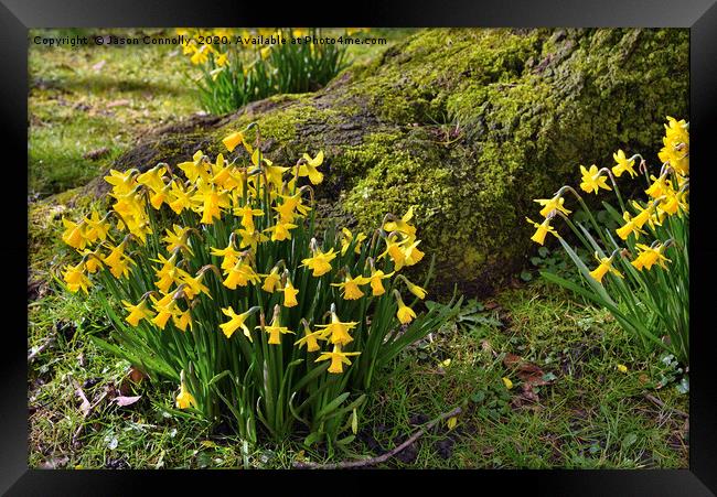 Springtime Daffodils Framed Print by Jason Connolly