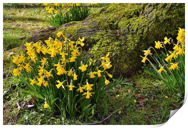 Springtime Daffodils Print by Jason Connolly