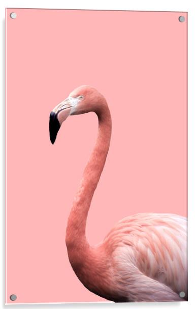 Flamingo in Pink Acrylic by Linda Cooke