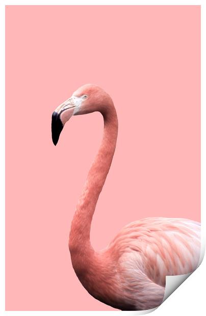 Flamingo in Pink Print by Linda Cooke