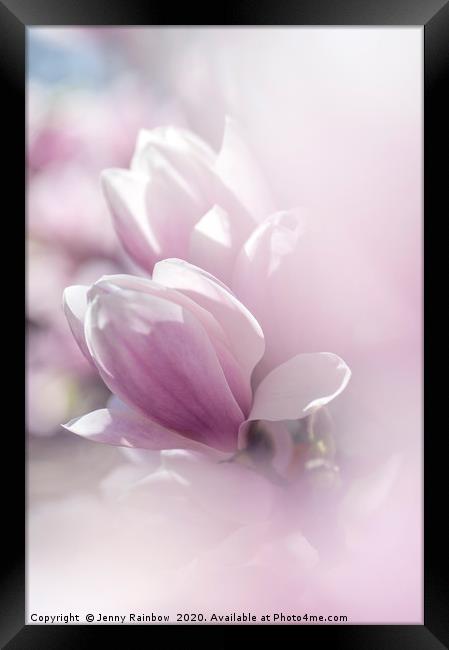Dreamy  Blooms of Chinese Magnolia Framed Print by Jenny Rainbow