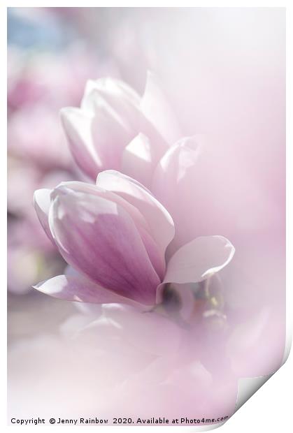 Dreamy  Blooms of Chinese Magnolia Print by Jenny Rainbow