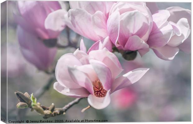 Abundant Blooms of Chinese Magnolia Canvas Print by Jenny Rainbow