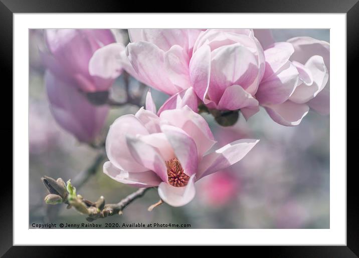Abundant Blooms of Chinese Magnolia Framed Mounted Print by Jenny Rainbow
