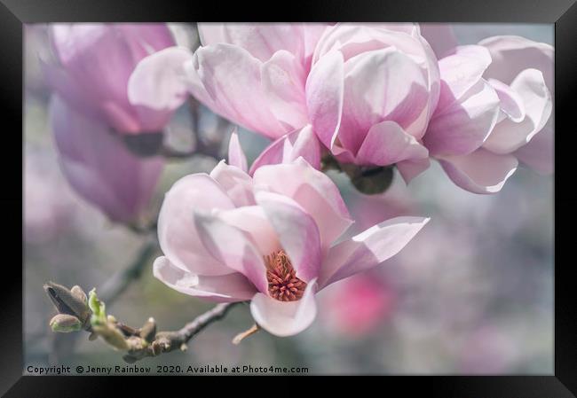 Abundant Blooms of Chinese Magnolia Framed Print by Jenny Rainbow