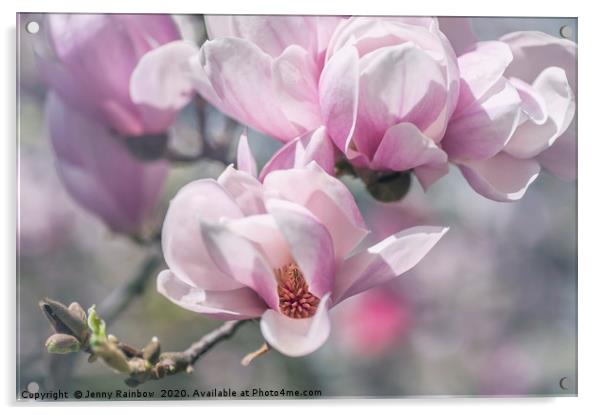 Abundant Blooms of Chinese Magnolia Acrylic by Jenny Rainbow