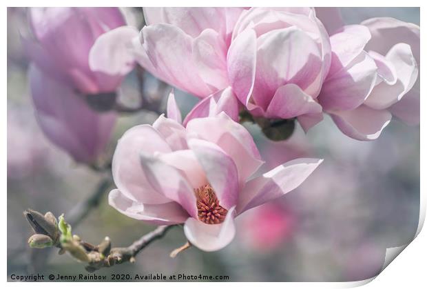 Abundant Blooms of Chinese Magnolia Print by Jenny Rainbow