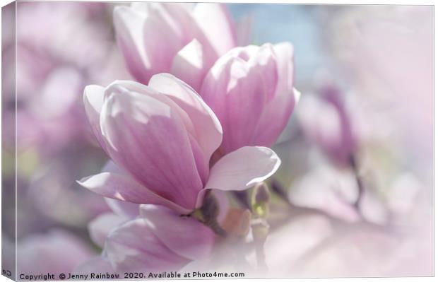 Dreamy Blooms of Chinese Magnolia 1 Canvas Print by Jenny Rainbow