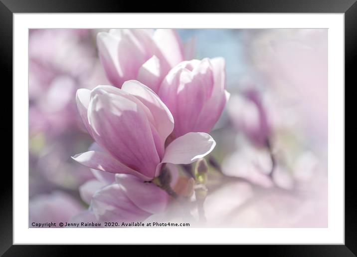 Dreamy Blooms of Chinese Magnolia 1 Framed Mounted Print by Jenny Rainbow