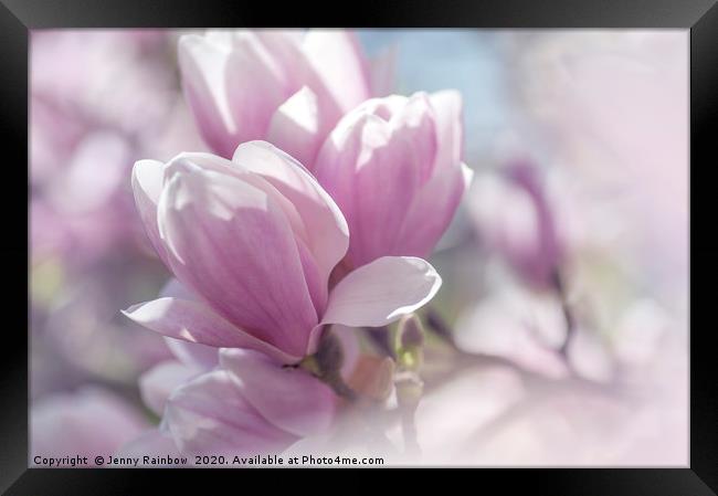 Dreamy Blooms of Chinese Magnolia 1 Framed Print by Jenny Rainbow