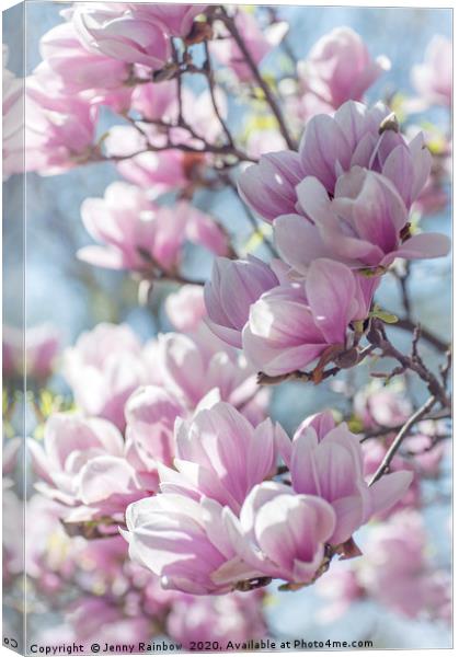 Abundant Blooms of Chinese Magnolia 1 Canvas Print by Jenny Rainbow
