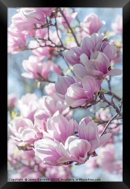 Abundant Blooms of Chinese Magnolia 1 Framed Print by Jenny Rainbow