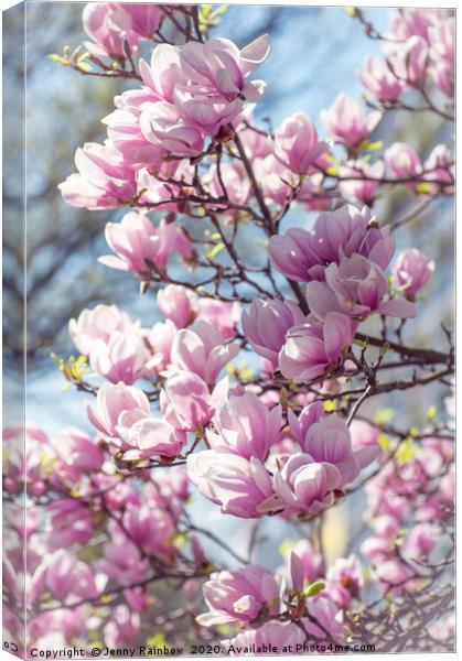 Abundant Blooms of Chinese Magnolia 2 Canvas Print by Jenny Rainbow