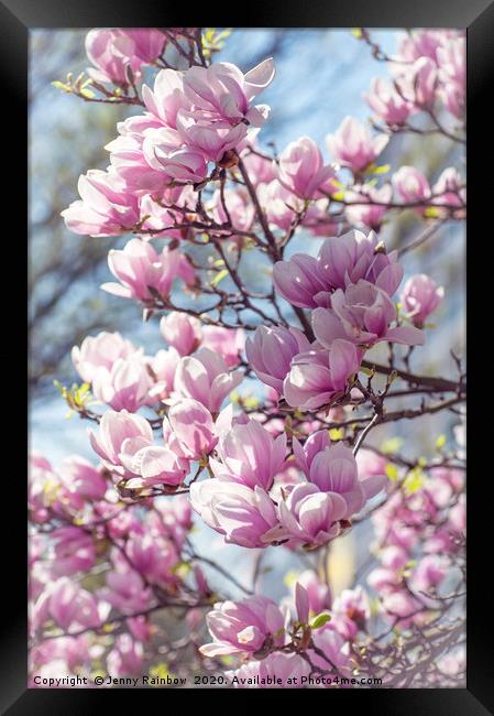 Abundant Blooms of Chinese Magnolia 2 Framed Print by Jenny Rainbow