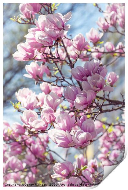 Abundant Blooms of Chinese Magnolia 2 Print by Jenny Rainbow