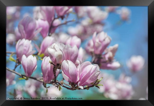 Blooms of Chinese Magnolia Framed Print by Jenny Rainbow
