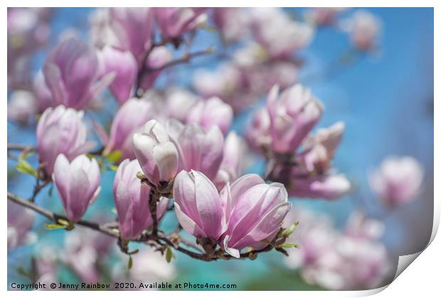 Blooms of Chinese Magnolia Print by Jenny Rainbow