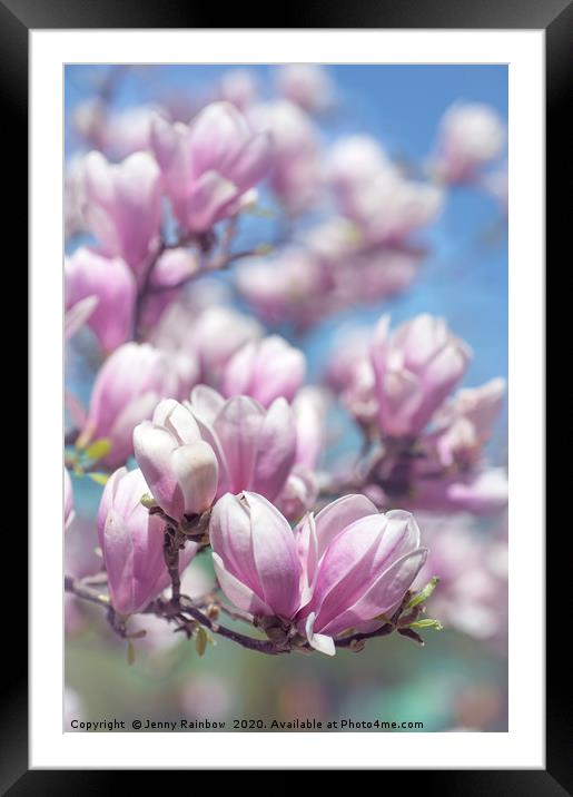 Blooms of Chinese Magnolia 1 Framed Mounted Print by Jenny Rainbow