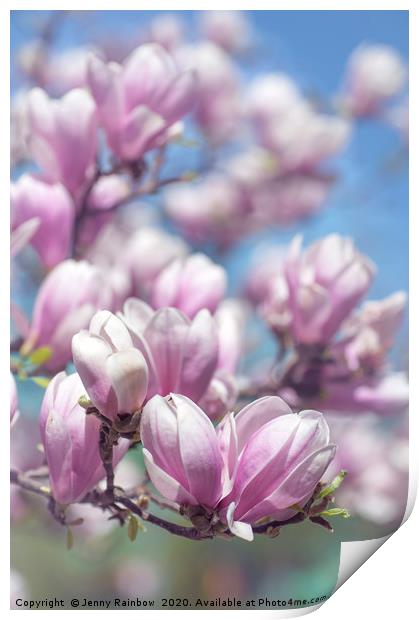 Blooms of Chinese Magnolia 1 Print by Jenny Rainbow