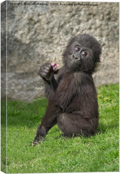 Cute Baby Gorilla Canvas Print by rawshutterbug 